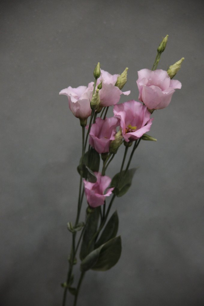 Le lisianthus